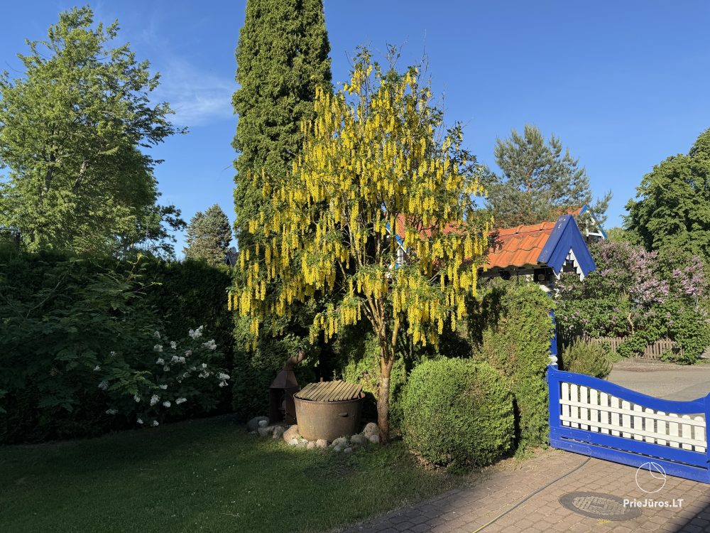 Villa „Miško namas“ in Nida. Apartmentvermietung