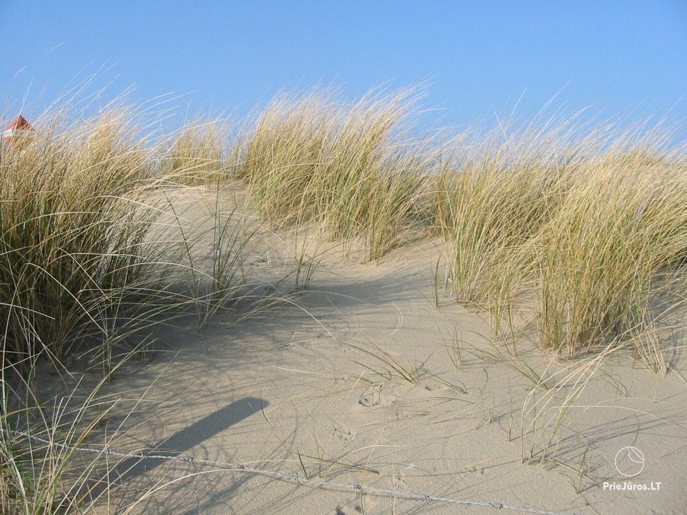 „Apartment in the dunes“ - „Žalia kopa“, 50 Meter bis zum Meer