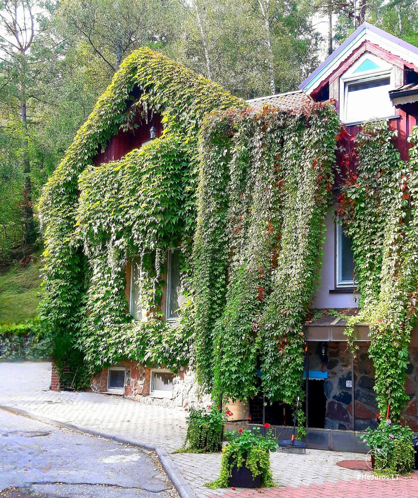 Mietwohnungen in Juodkrante - 1