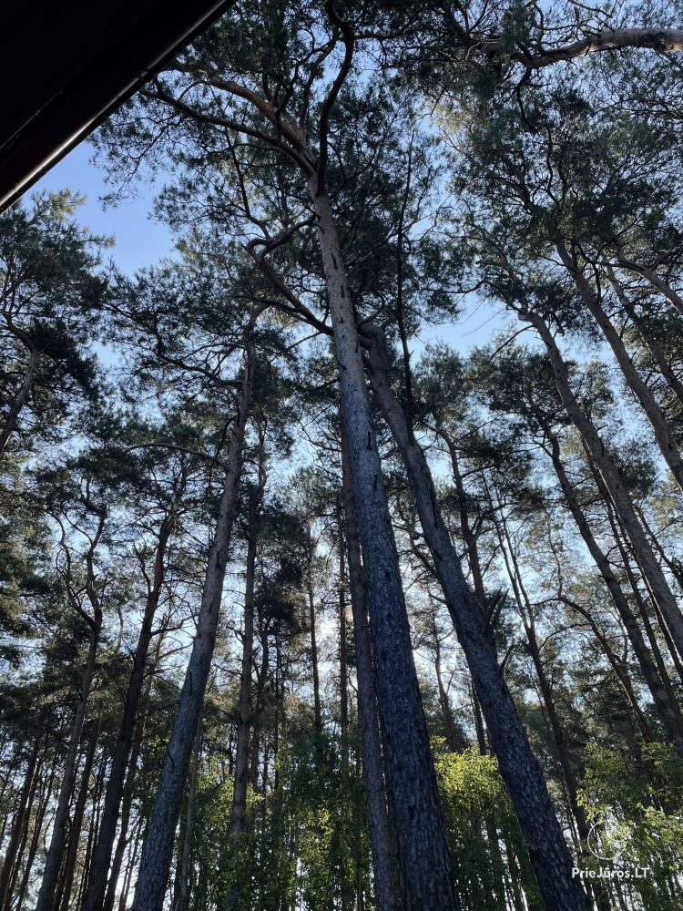 Wohnungen mit Blick auf den Pinienwald zu vermieten in Preila Preila4You