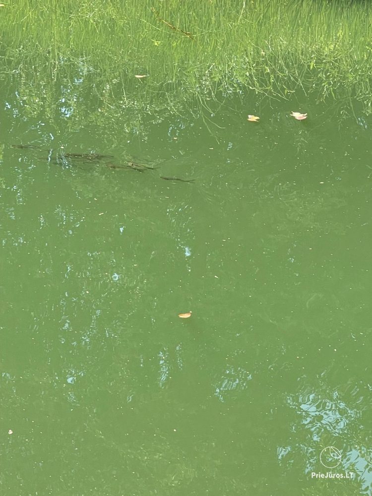 Campingplatz in Sventoji an einem einzigartigen Ort der Natur