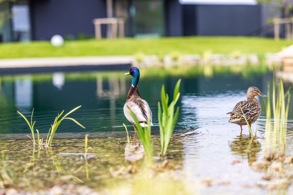 Basom home – Mein Meer 3, Kunigiškiai – Apartments mit Terrasse neben einem Öko-Pool, wunderschöne grüne Umgebung