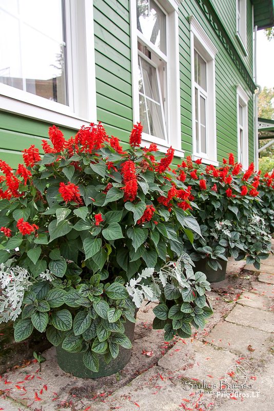 Wohnung in Palanga - Vila Lietuvaite. In der Nähe des Botanischen Parks