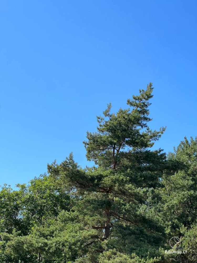 Les Dunes Rasthaus mit Terrasse in Sventoji. Nur 30m bis zum Meer