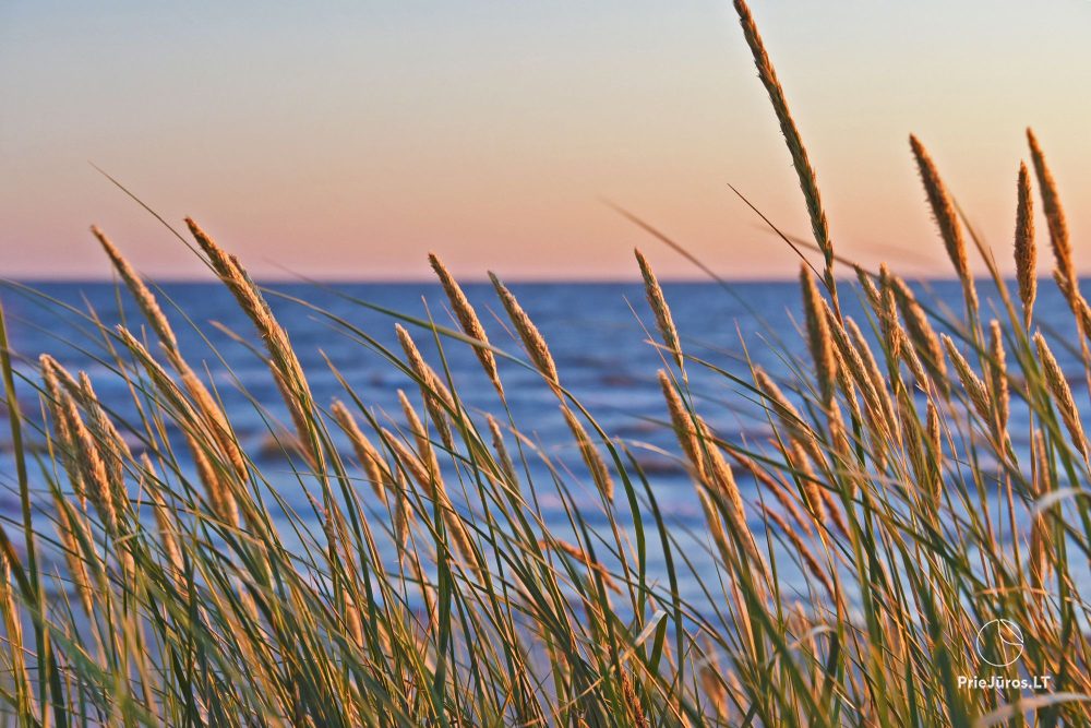 Erholung in Palanga. Nur 350 Meter zum Meer!