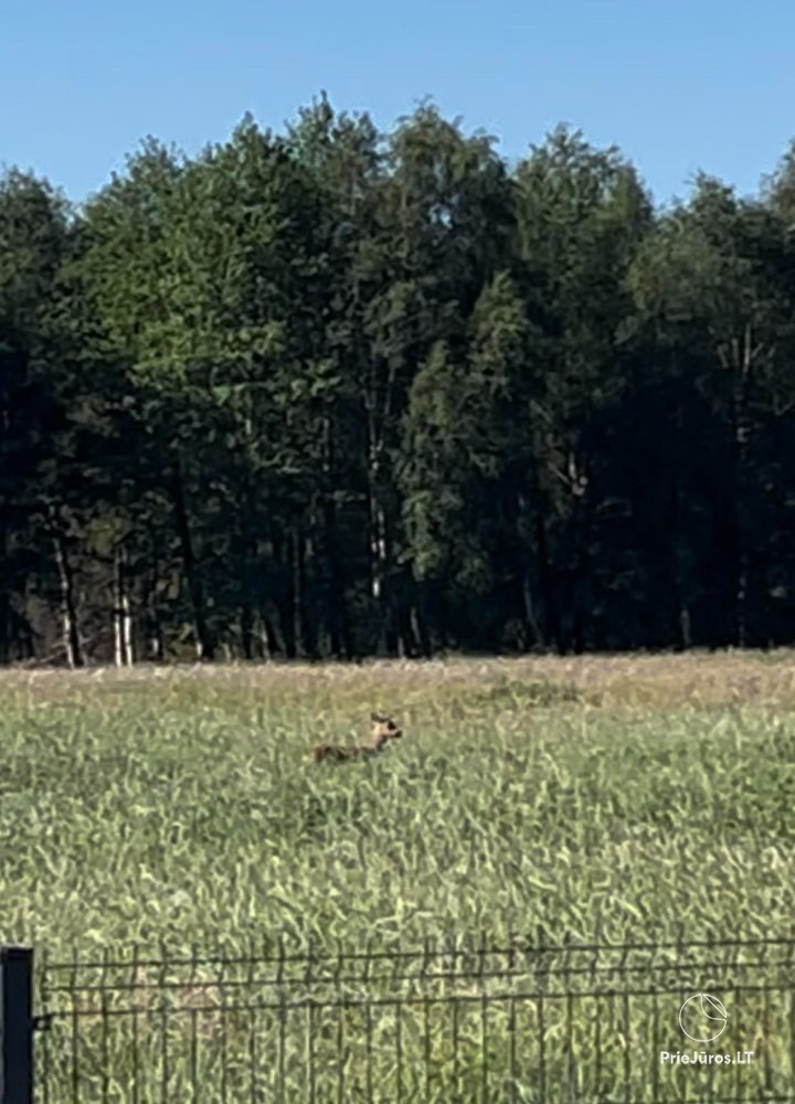 Sommerhaus zu vermieten in Monciskes
