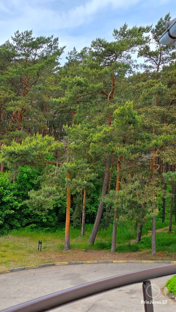 Felix' Villa - in Palanga