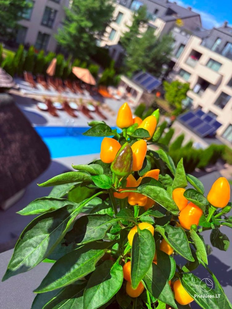 Apartments mit Pool in „Malūno Vilos“ K1-22