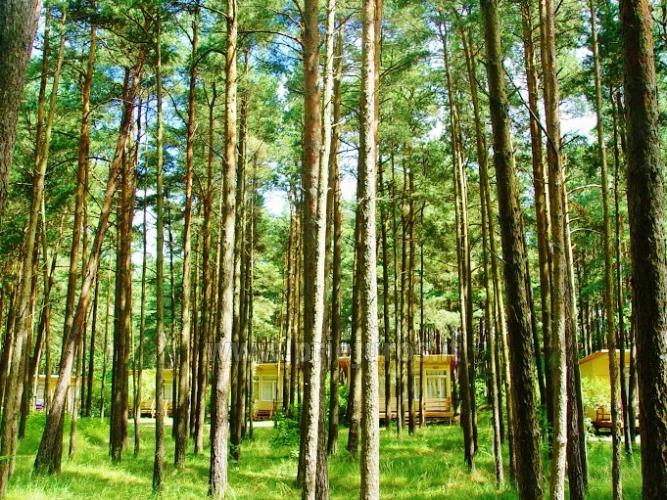 Holzhäuser in Kiefernwald und in der Nähe von Kirche in Sventoji