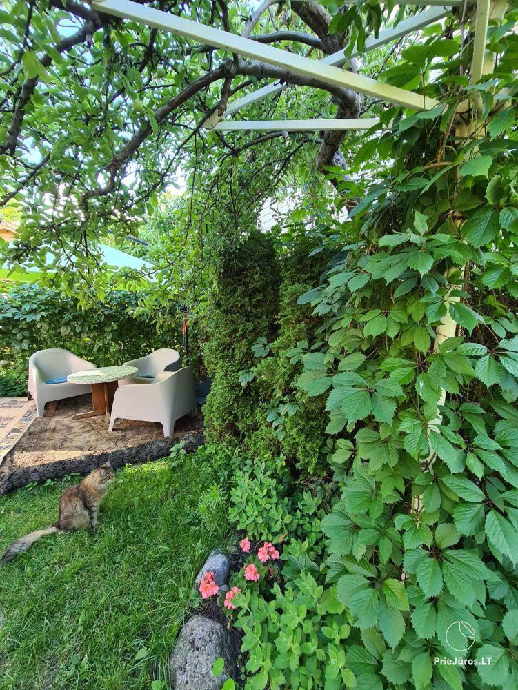 Holzhaus und Wohnung im Einfamilienhaus mit allen Annehmlichkeiten und eine Terrasse in Palanga - 1