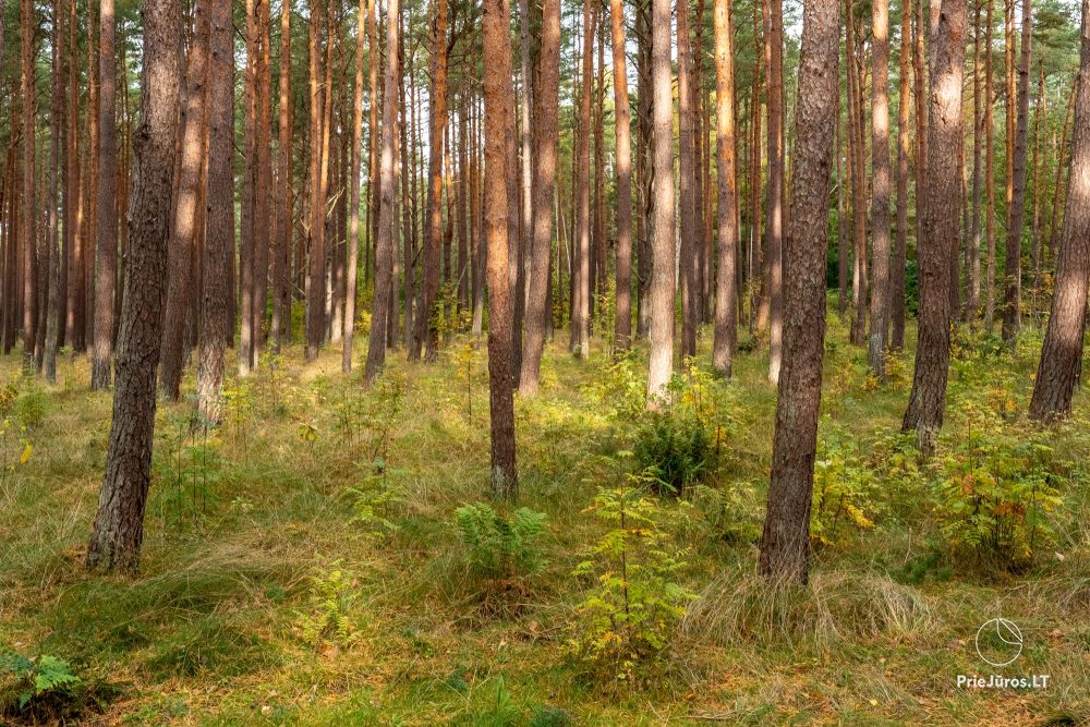Lern- und Erkundungspfad „Melno takas“ in Palanga