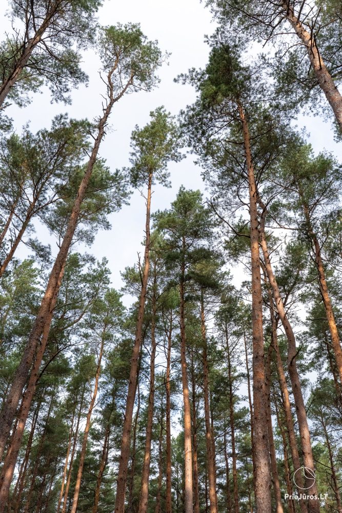 Lern- und Erkundungspfad „Melno takas“ in Palanga
