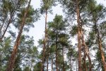 Lern- und Erkundungspfad „Melno takas“ in Palanga