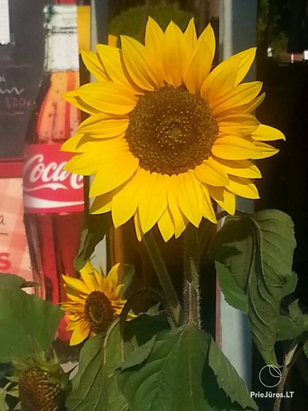 Sommer Cafe in Palanga SunMeri