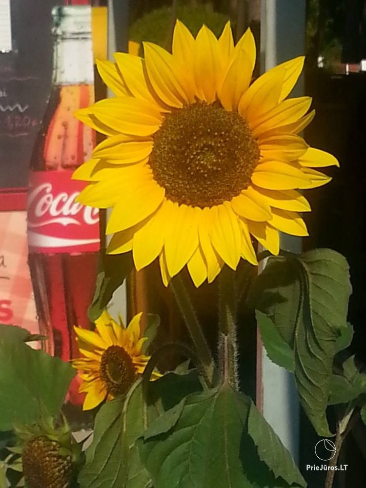 Sommer Cafe in Palanga SunMeri - 1