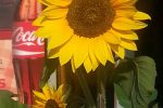 Sommer Cafe in Palanga "SunMeri"