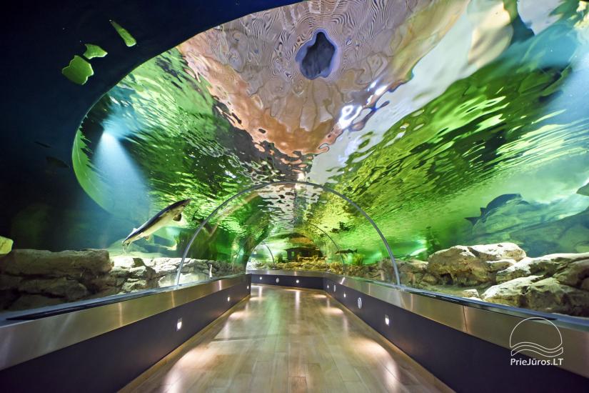 Litauisches Meeresmuseum - Delphinarium in Klaipeda - 1