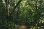 Kognitiv-Dendrologischer Pfad in Juodkrante