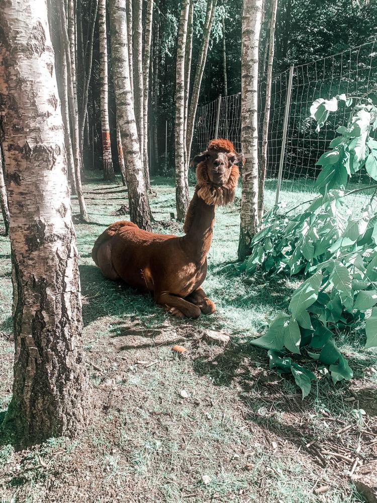 Dinosaur Park DINO.LT Radailiai in einem komplexen "Radailių dvaras" in der Nähe von Klaipeda