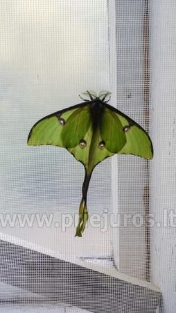 Ausstellung von lebenden tropischen Schmetterling