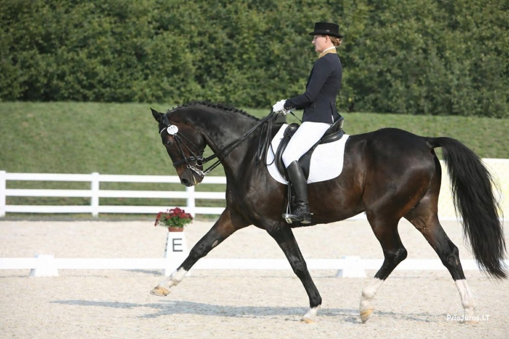 Pferdeaktivitäten bei Atostogų Parkas Horse & Rider Reitschule
