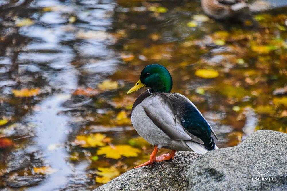 Botanischer Park Palanga