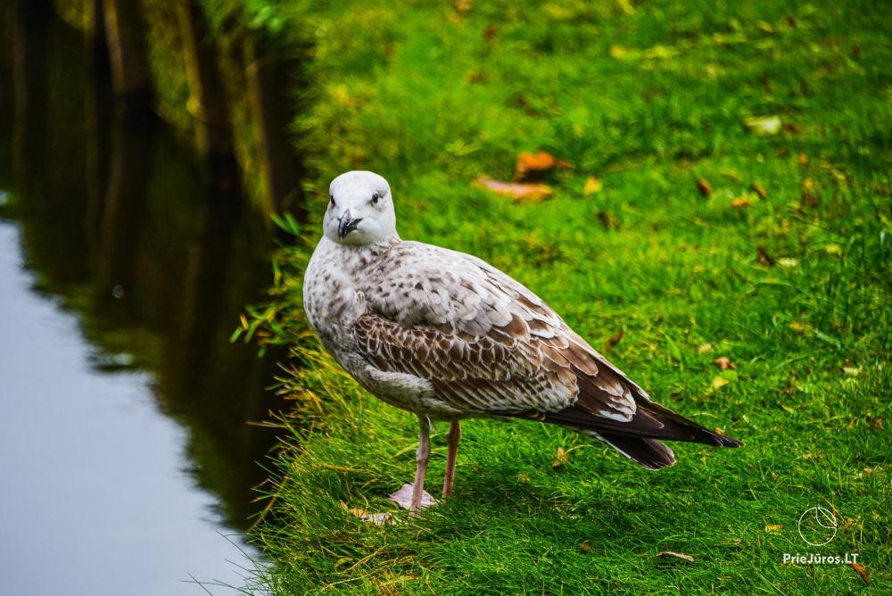 Botanischer Park Palanga