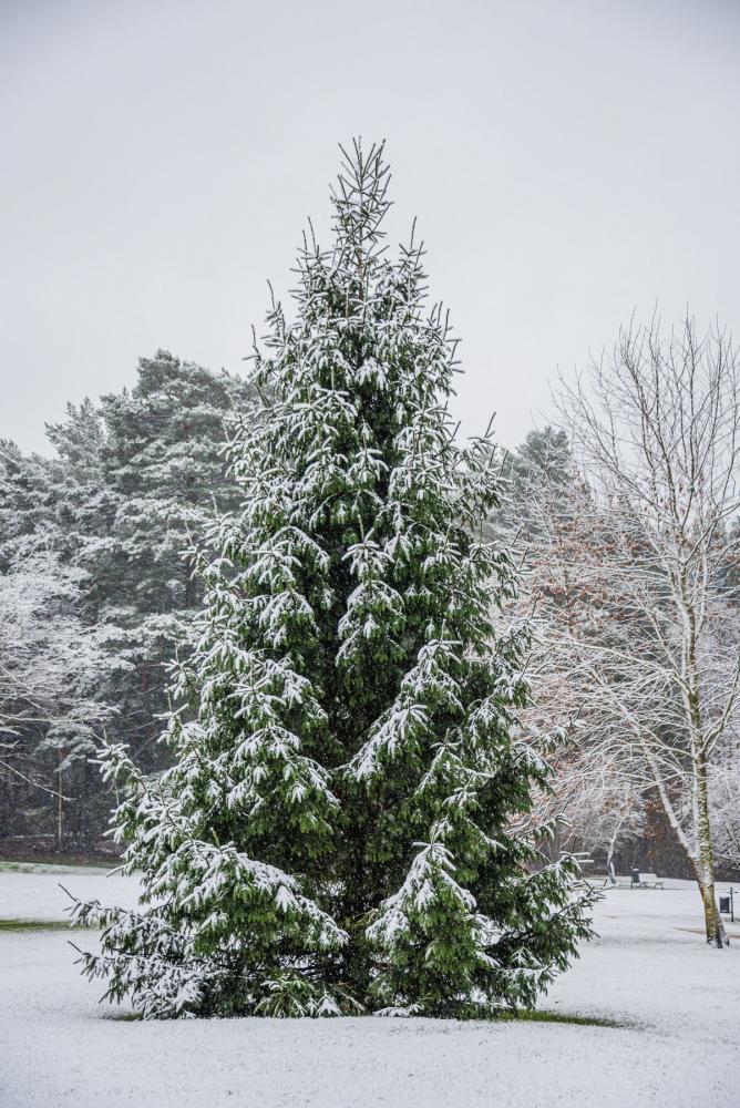 Botanischer Park Palanga