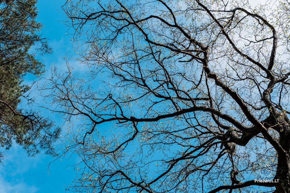 Botanischer Park Palanga