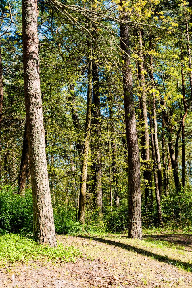 Botanischer Park Palanga