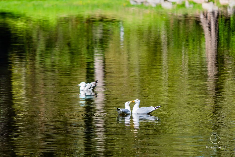 Botanischer Park Palanga