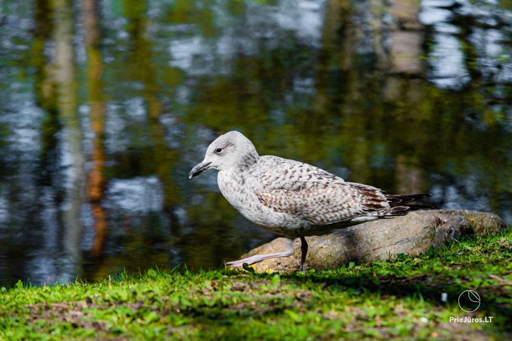 Botanischer Park Palanga