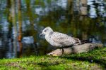 Botanischer Park Palanga