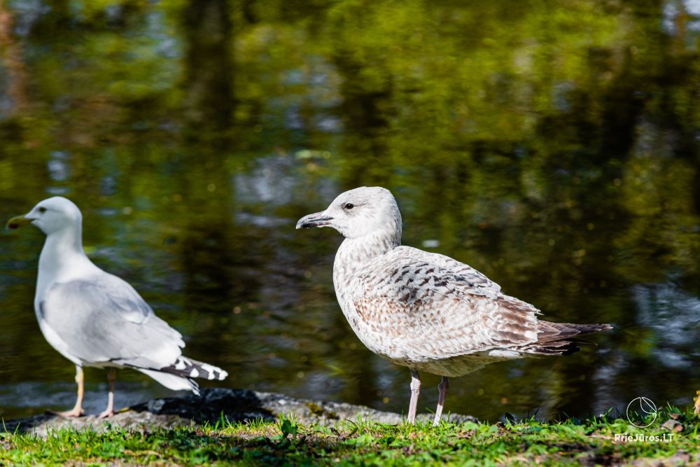 Botanischer Park Palanga