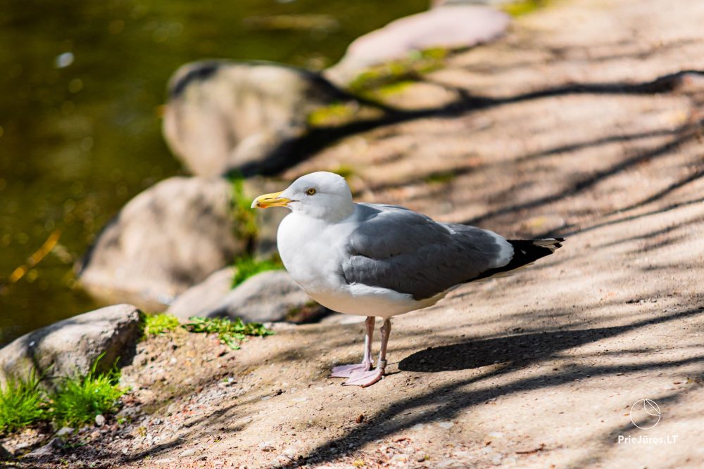 Botanischer Park Palanga