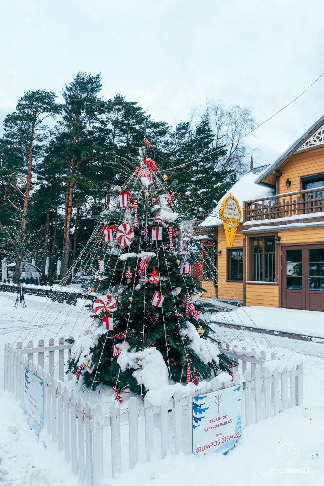 Beleuchtung des Weihnachtsbaums in Palangos am 4. Dezember 2026