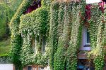 Wohnung im Erdgeschoss - 1