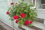 Triple holiday houses with terraces and all amenities - 2