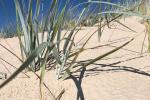 Apartment - studio for rent in Palanga - 6